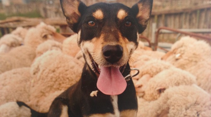 Currently reading: Great Australian working dog stories